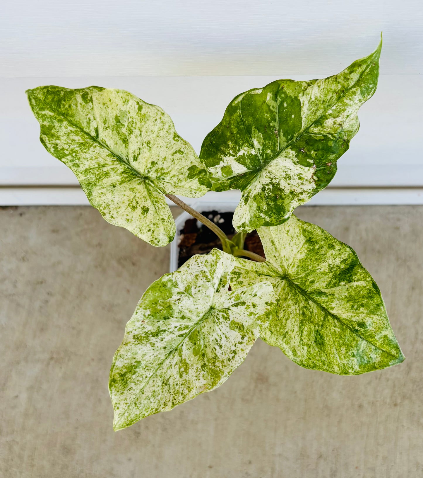 Alocasia Macrorrhiza VAR (075)