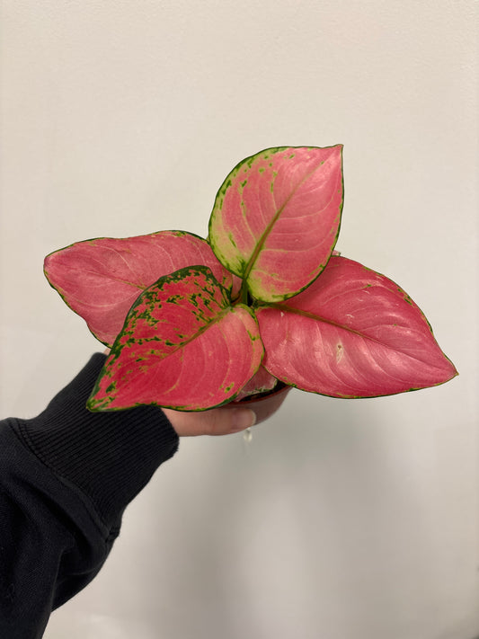 Aglaonema Geely Red