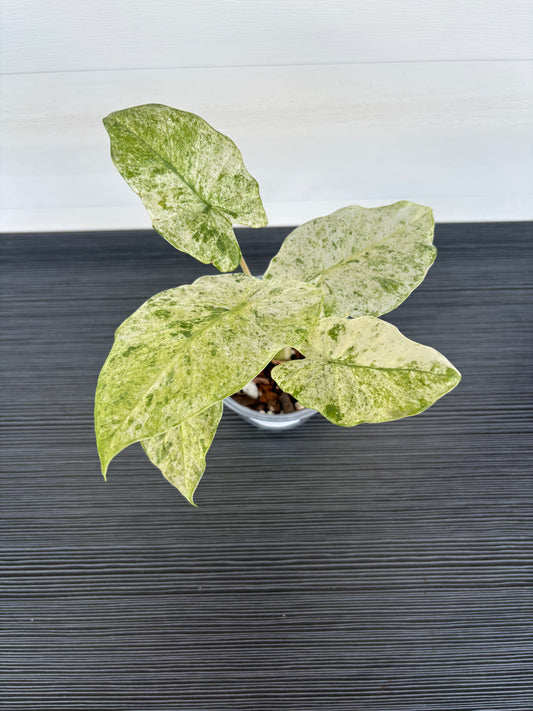 Alocasia Macrorrhiza Var (095)