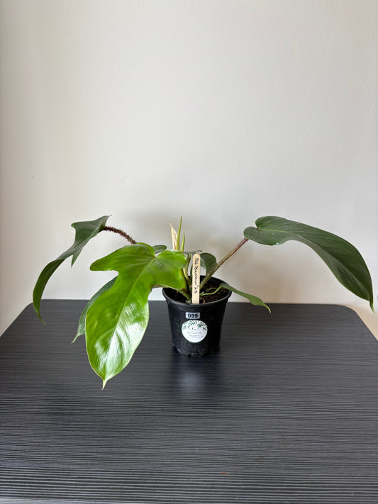 Philodendron Squamiferum