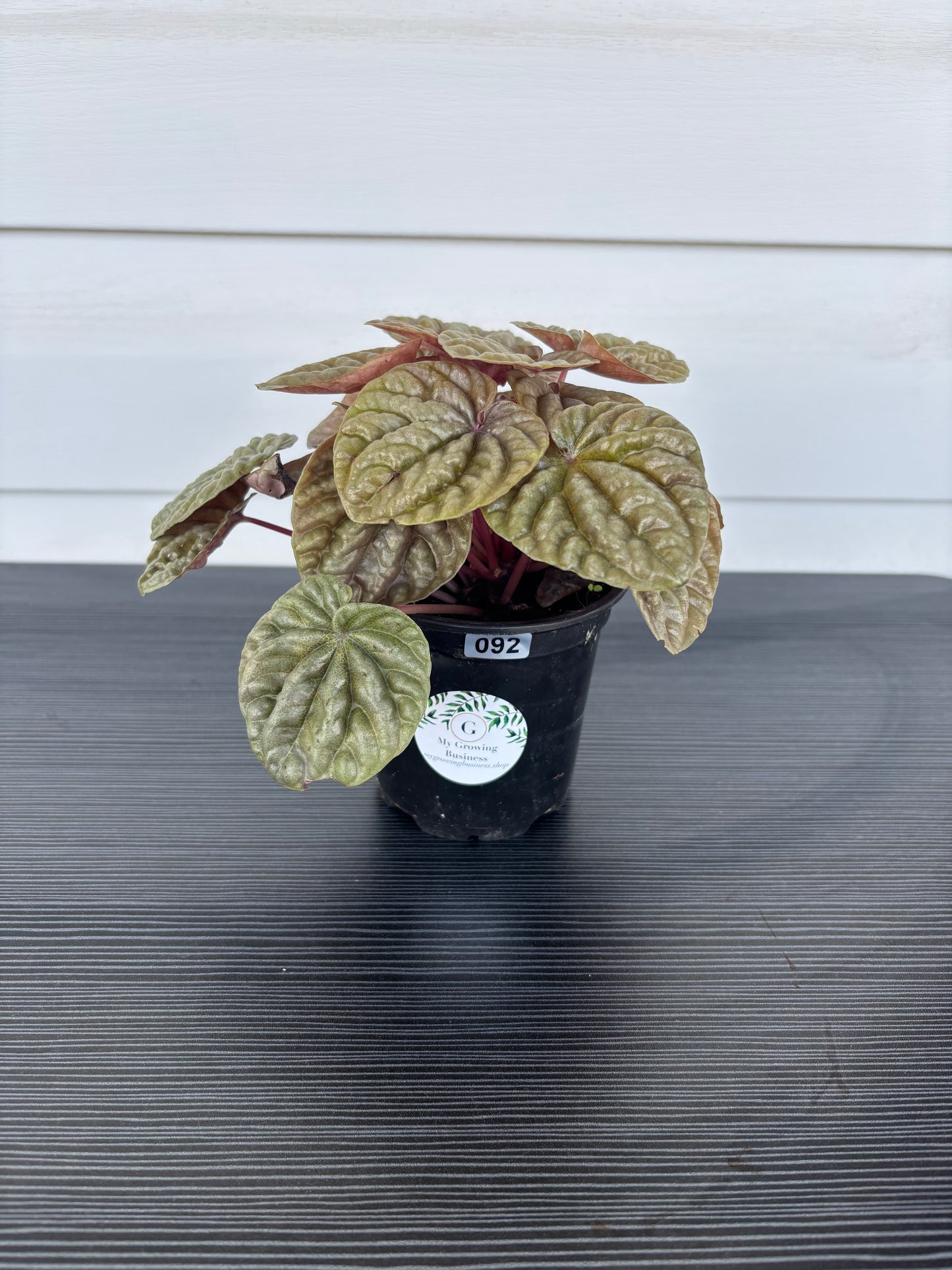 Peperomia Quito (092)