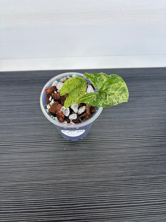 Syngonium Mojito (086)