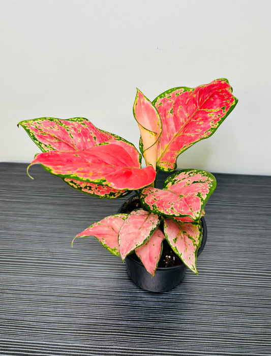 Aglaonema Red Diamond