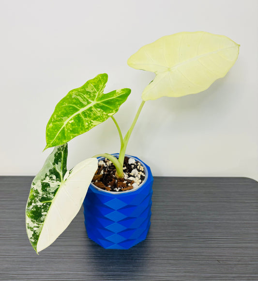 Alocasia Frydek Var With cover pot