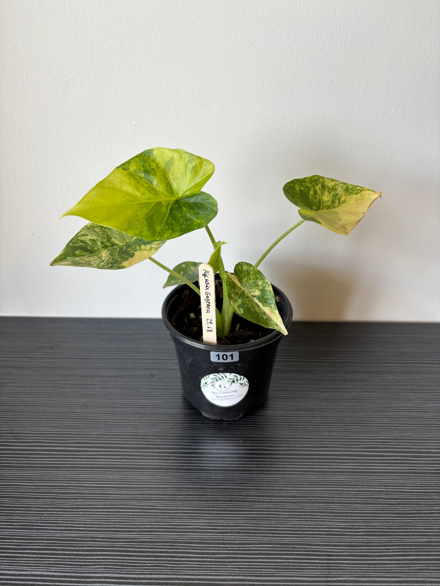 Alocasia Gageana Aurea (101)