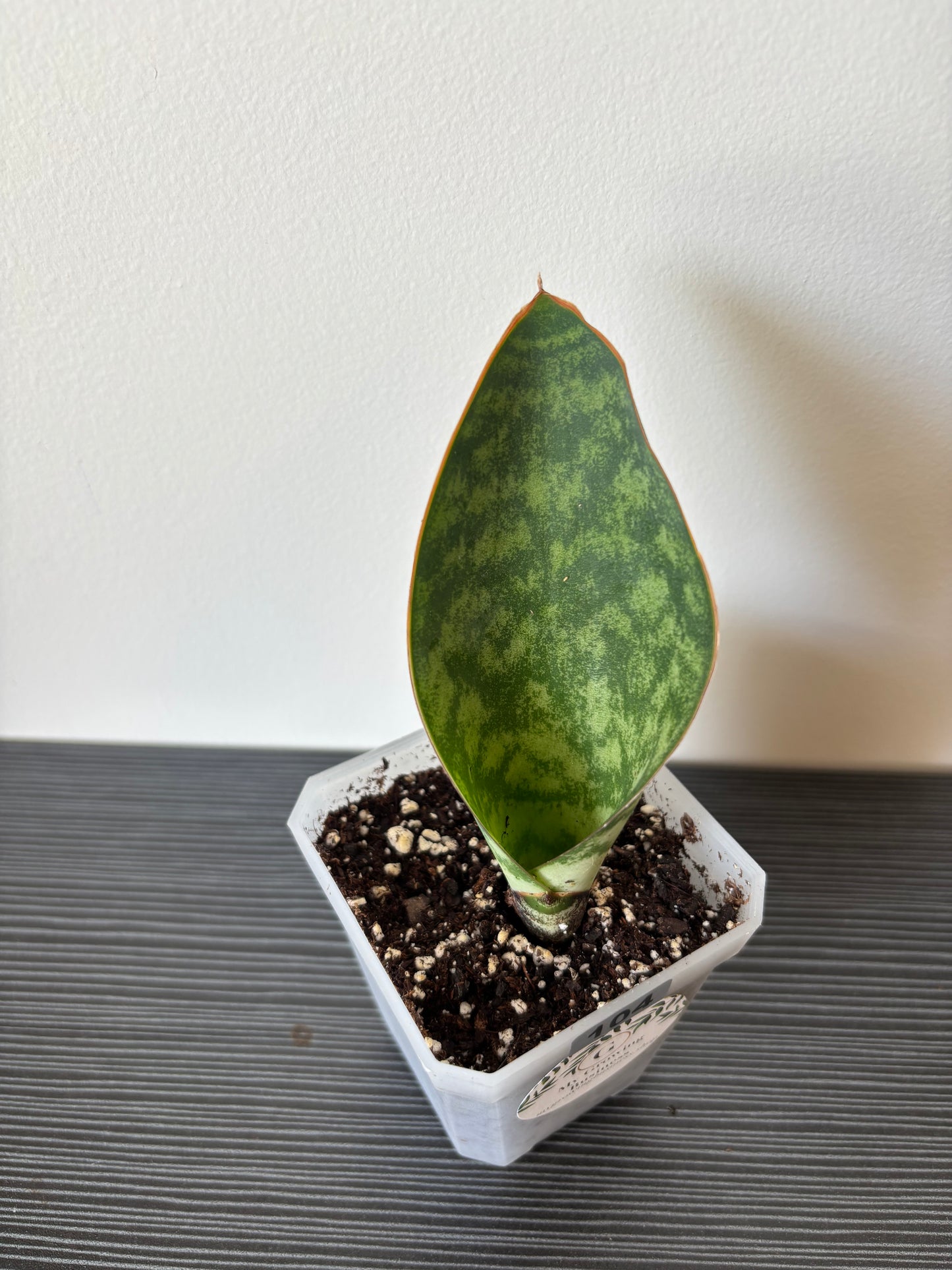 Sansevieria whale fin (104)