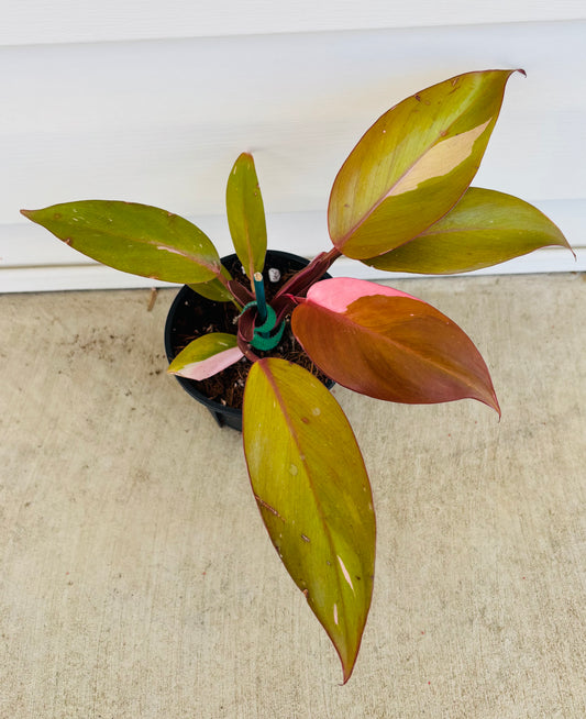 Philodendron Persimmon Princess (051)