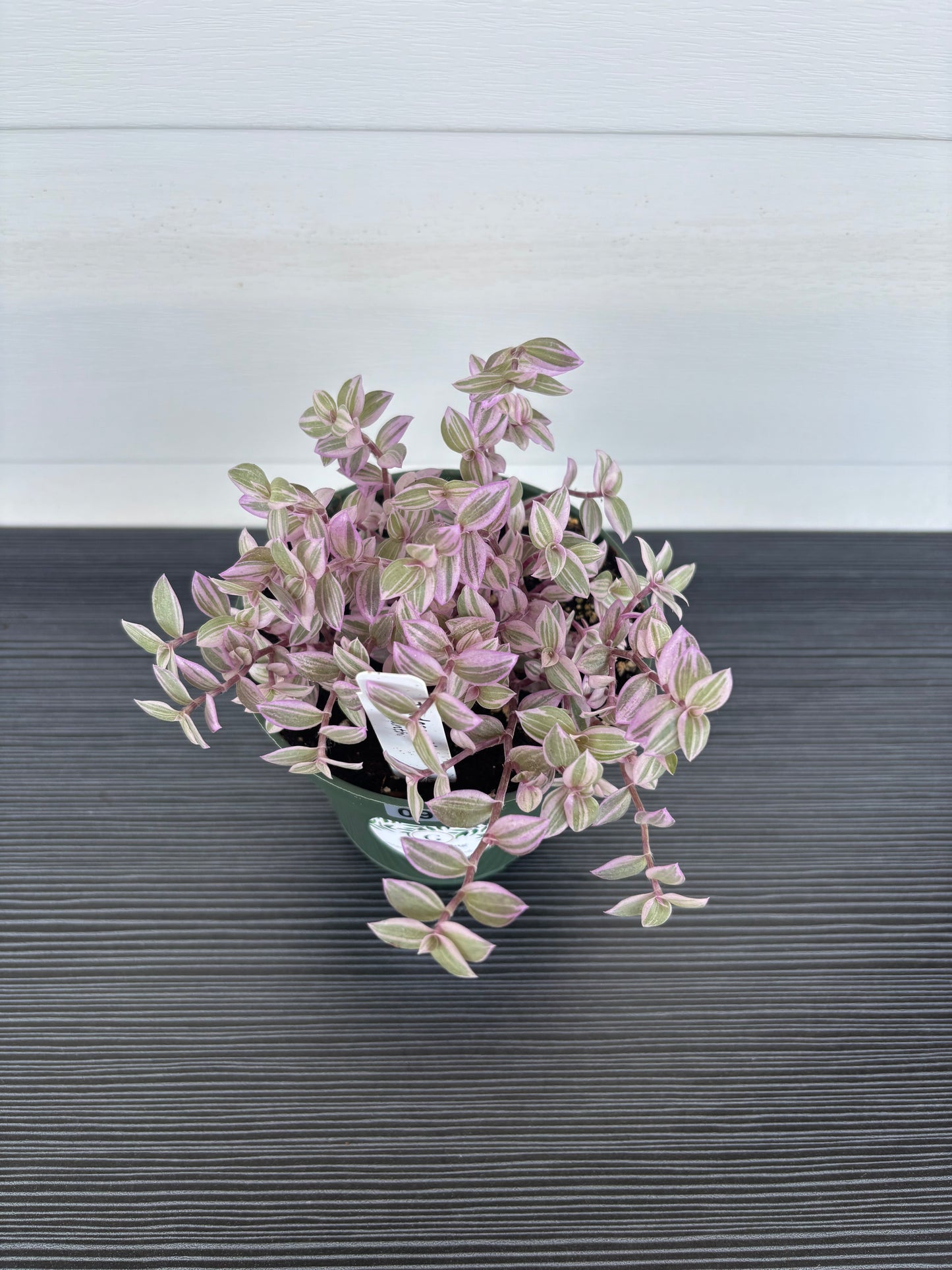 Tradesanthia Pink Panther (094)