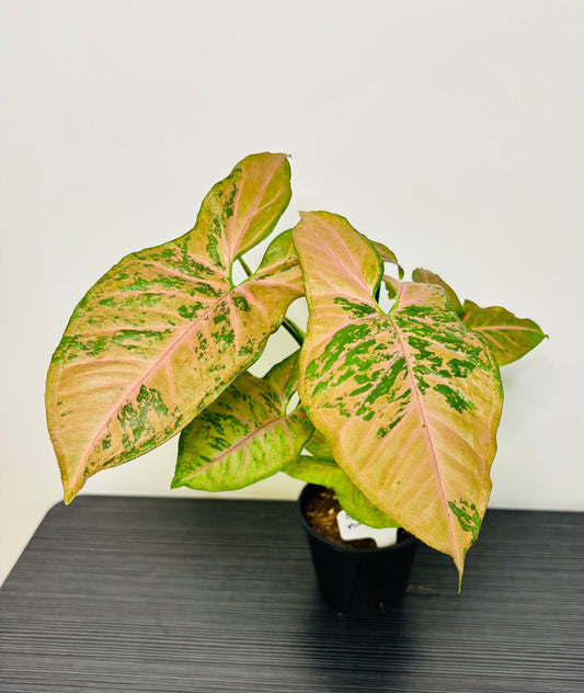 Syngonium Pink Flecked