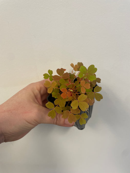 Oxalis Bronze