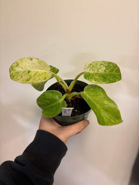 Philodendron giganteum var