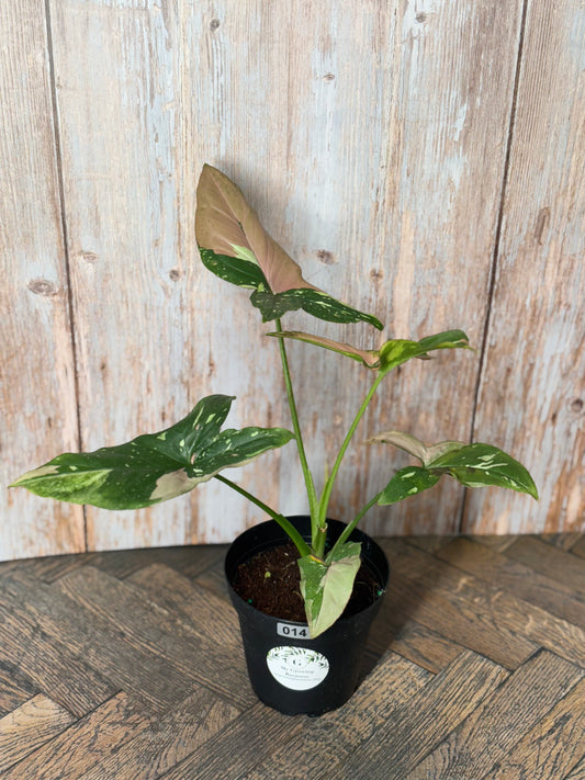 Syngonium Tricolor