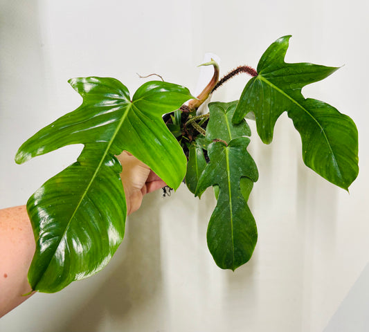 Philodendron Squamiferum