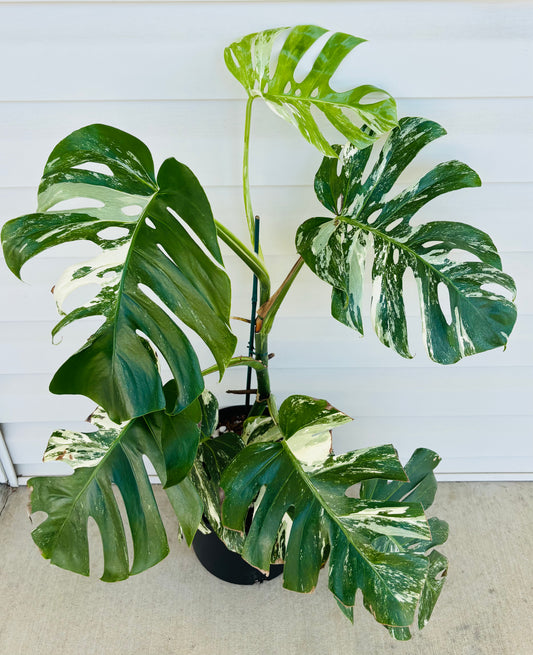 Large Monstera Albo