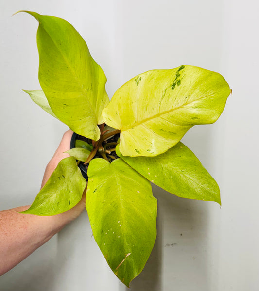 Philodendron Snowdrift