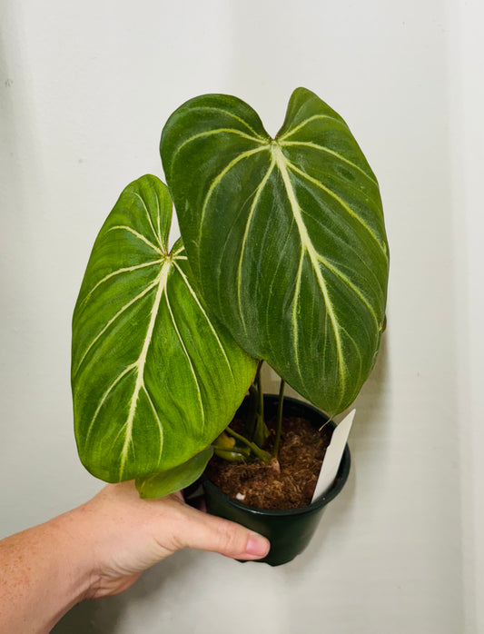 Philodendron Gloriossum