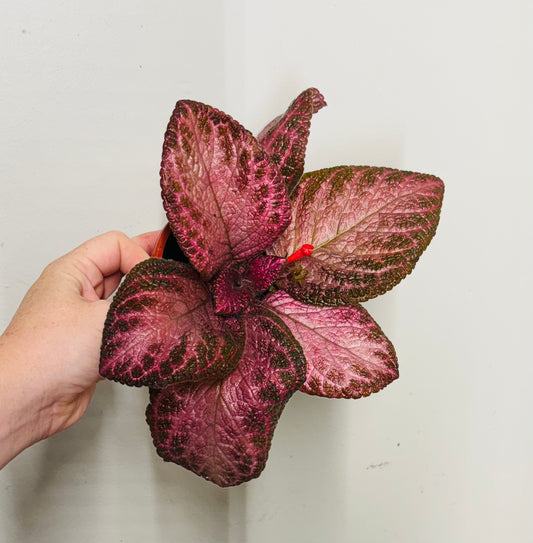Episcia