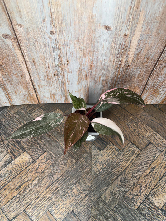 Philodendron Pink Naomi