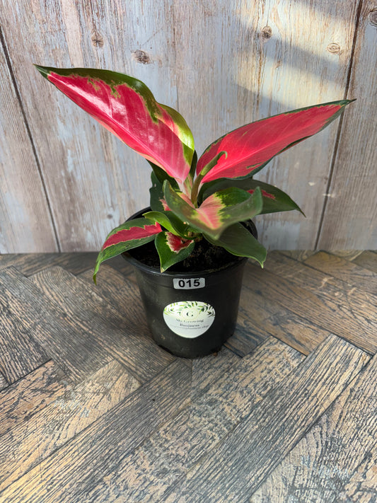 Aglaonema (015)
