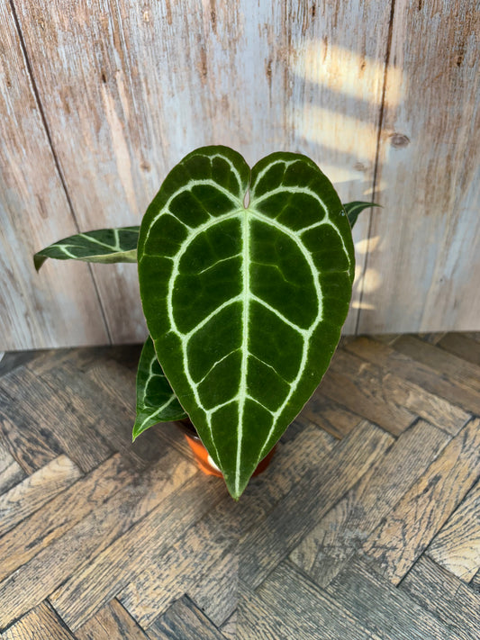(016) Anthurium Crystallinum