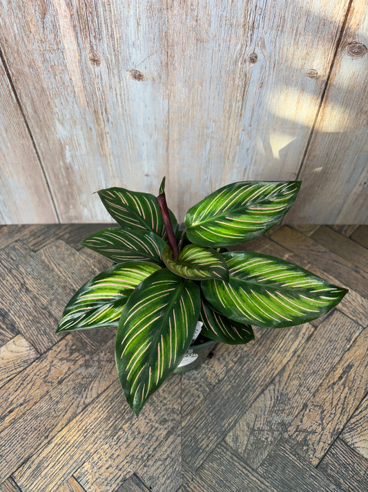 (018) Calathea Beauty Star