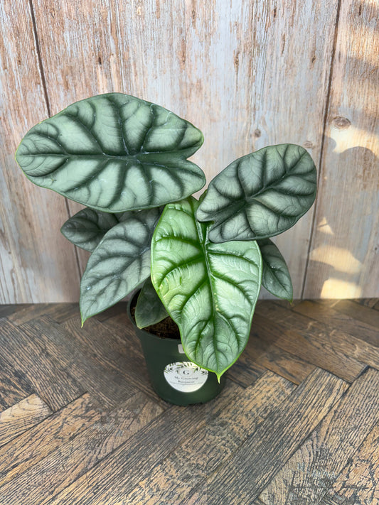 (021) Alocasia Silver Dragon