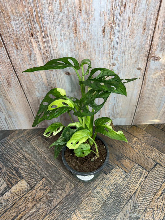 (023) Monstera Adansonii Albo