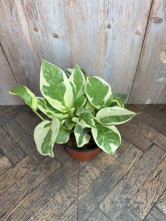 (024) Pothos N Joy