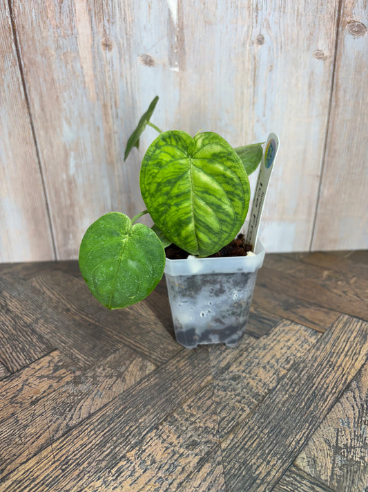 (025) Syngonium Ice Frost