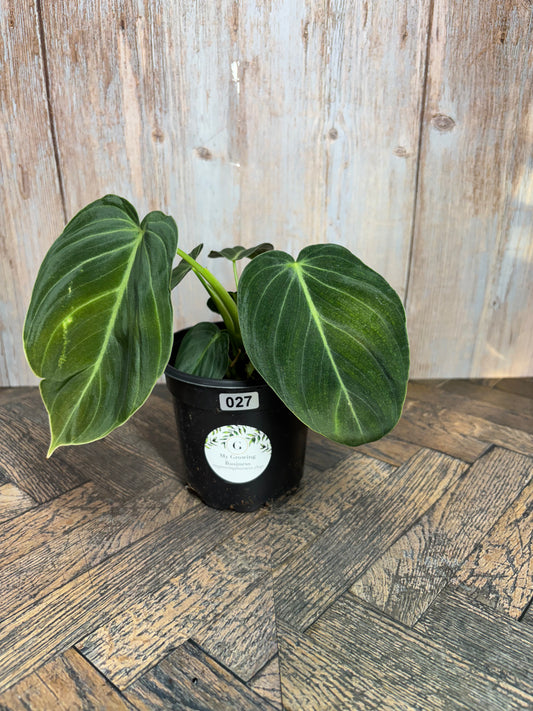 (027) Philodendron Melanochrysum