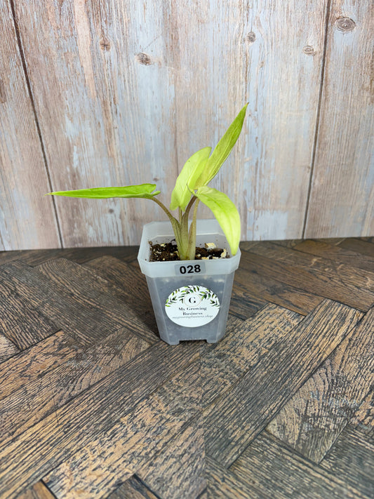 (028) Alocasia Lauterbachiana Variegated