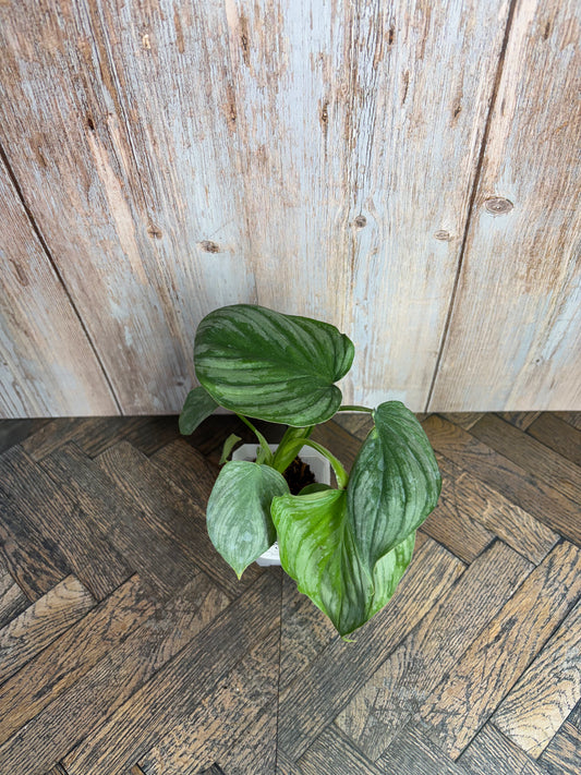(029) Philodendron Mamei