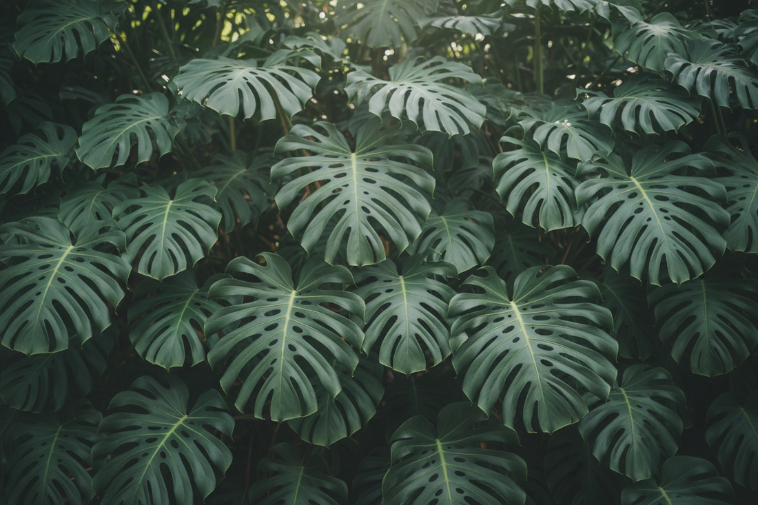 Monstera Plants Background